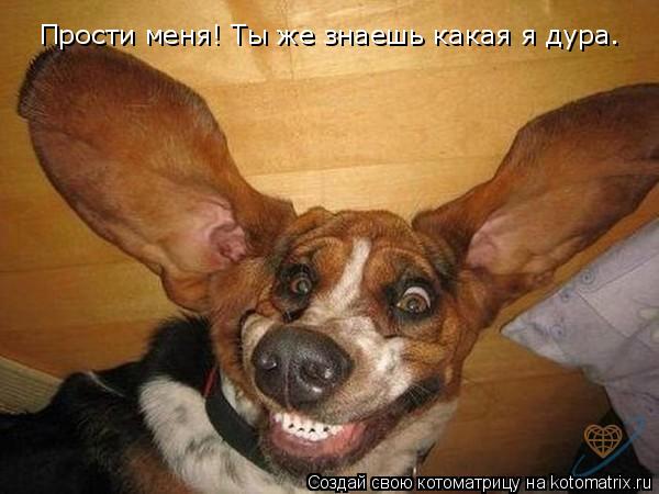 Прости меня! Ты же знаешь какая я дура.... Котоматрица: Прости меня! Ты же знаешь какая я дура.