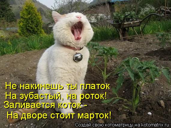 Котоматрица: Не накинешь ты платок На зубастый, на роток! Заливается коток - На дворе стоит марток!