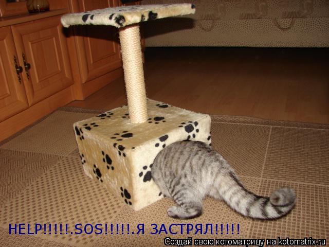 HELP!!!!!.SOS!!!!!.Я ЗАСТРЯЛ!!!!!... Котоматрица: HELP!!!!!.SOS!!!!!.Я ЗАСТРЯЛ!!!!!