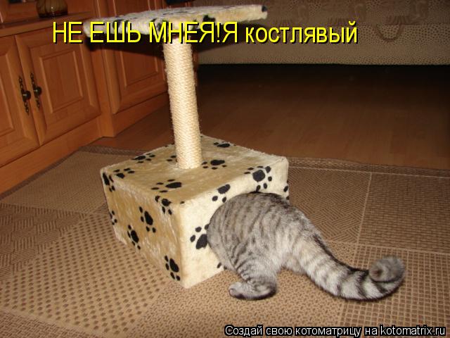 НЕ ЕШЬ МНЕЯ!Я костлявый... Котоматрица: НЕ ЕШЬ МНЕЯ!Я костлявый