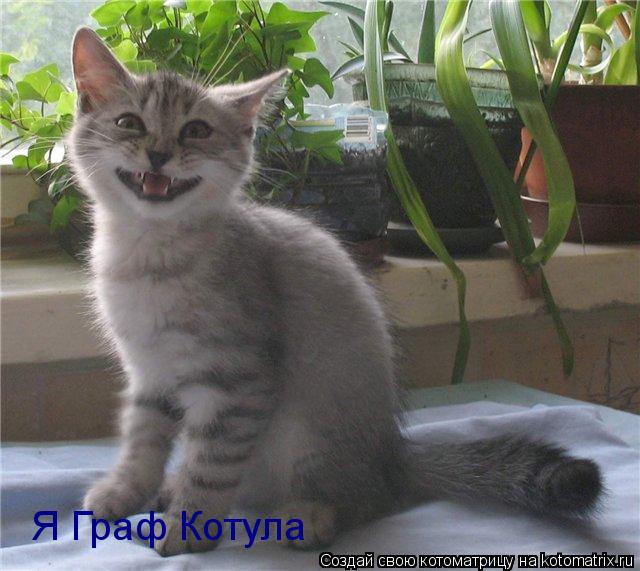 Я Граф Котула... Котоматрица: Я Граф Котула