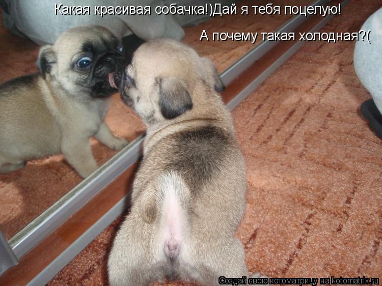 Какая красивая собачка!)Дай я тебя поцелую! А почему такая холодная?(... Котоматрица: Какая красивая собачка!)Дай я тебя поцелую! А почему такая холодная?(