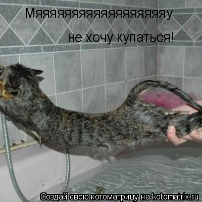 Мяяяяяяяяяяяяяяяяяяу не хочу купаться!... Котоматрица: Мяяяяяяяяяяяяяяяяяяу не хочу купаться!