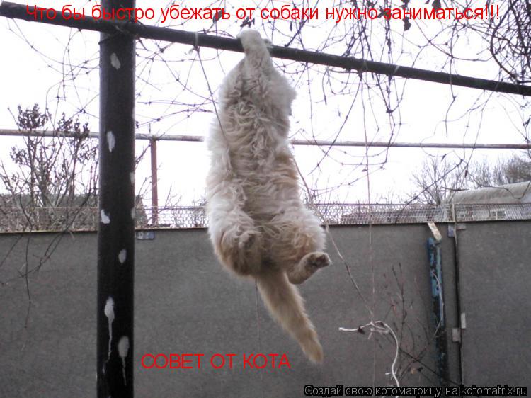 Что бы быстро убежать от собаки нужно заниматься!!! СОВЕТ ОТ КОТА... Котоматрица: Что бы быстро убежать от собаки нужно заниматься!!! СОВЕТ ОТ КОТА