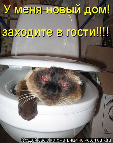 У меня новый дом! заходите в гости!!!!... Котоматрица: У меня новый дом! заходите в гости!!!!