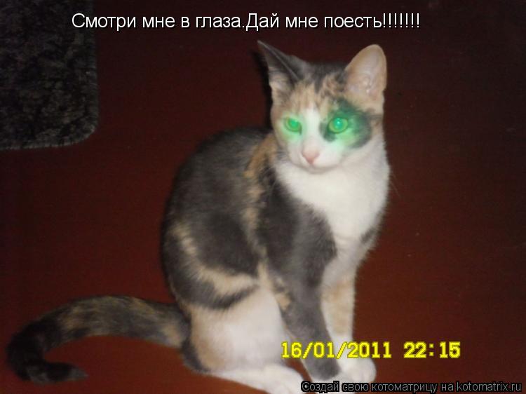 Смотри мне в глаза.Дай мне поесть!!!!!!!... Котоматрица: Смотри мне в глаза.Дай мне поесть!!!!!!!