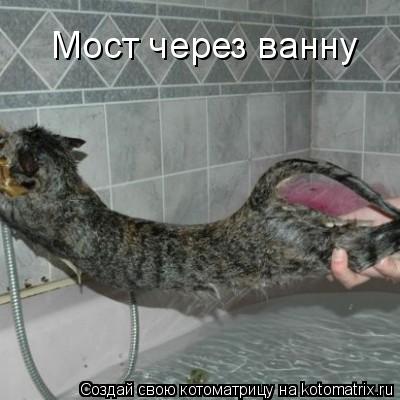 Мост через ванну... Котоматрица: Мост через ванну