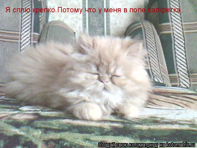 Я сплю крепко.Потому что у меня в попе салфетка.... Котоматрица: Я сплю крепко.Потому что у меня в попе салфетка.