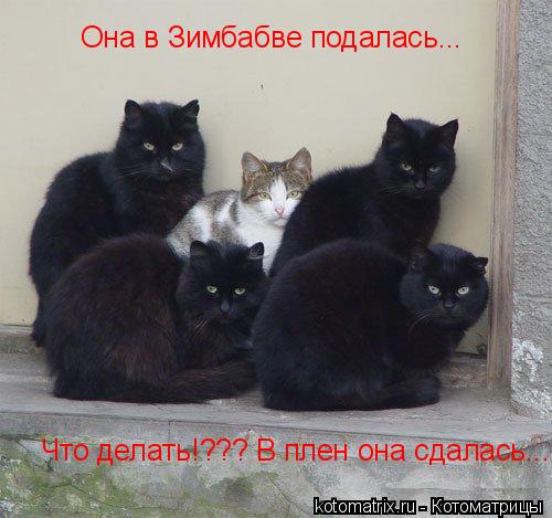 Она в Зимбабве подалась... Что делать!??? В плен она сдалась....... Котоматрица: Она в Зимбабве подалась... Что делать!??? В плен она сдалась....