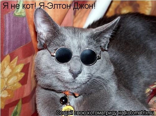 Я не кот! Я-Элтон Джон!... Котоматрица: Я не кот! Я-Элтон Джон!