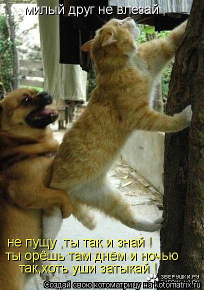 милый друг не влезай , не пущу ,ты так и знай ! ты орёшь там днём и ночью так,хоть уши затыкай !... Котоматрица: милый друг не влезай , не пущу ,ты так и знай ! ты орёшь там днём и ночью так,хоть уши затыкай !