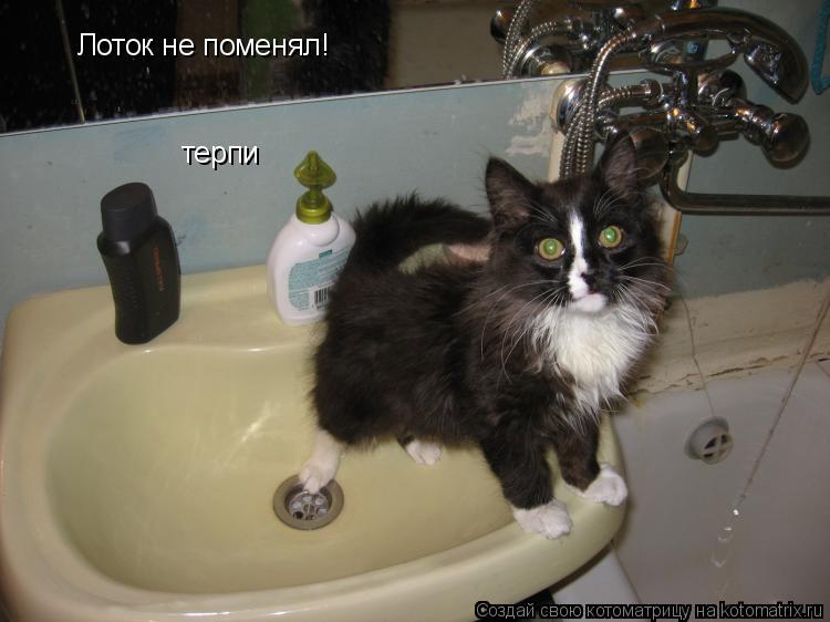 Лоток не поменял! терпи... Котоматрица: Лоток не поменял! терпи