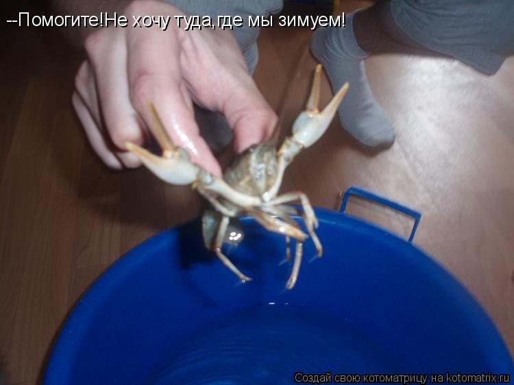 --Помогите!Не хочу туда,где мы зимуем!... Котоматрица: --Помогите!Не хочу туда,где мы зимуем!