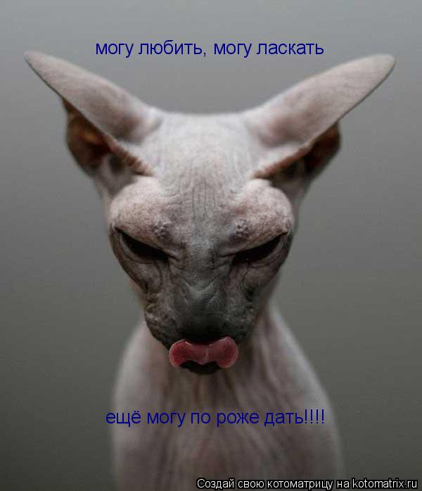 могу любить, могу ласкать ещё могу по роже дать!!!!... Котоматрица: могу любить, могу ласкать ещё могу по роже дать!!!!