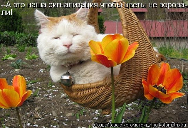 --А это наша сигнализация,чтобы цветы не ворова- ли!... Котоматрица: --А это наша сигнализация,чтобы цветы не ворова- ли!