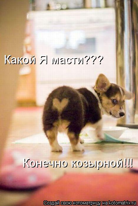 Какой Я масти??? Конечно козырной!!!... Котоматрица: Какой Я масти??? Конечно козырной!!!