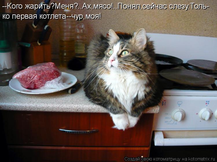 --Кого жарить?Меня?..Ах,мясо!..Понял,сейчас слезу.Толь- ко первая котлета--чур,моя!... Котоматрица: --Кого жарить?Меня?..Ах,мясо!..Понял,сейчас слезу.Толь- ко первая котлета--чур,моя!