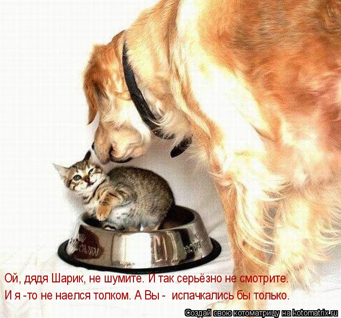 Ой, дядя Шарик, не шумите. И так серьёзно не смотрите. И я -то не наелся толком. А Вы - испачкались ... Котоматрица: Ой, дядя Шарик, не шумите. И так серьёзно не смотрите. И я -то не наелся толком. А Вы - испачкались бы только.