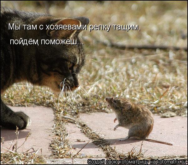 Мы там с хозяевами репку тащим, пойдём поможеш , ...... Котоматрица: Мы там с хозяевами репку тащим, пойдём поможеш , ...