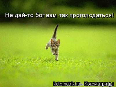 Не дай-то бог вам так проголодаться!... Котоматрица: Не дай-то бог вам так проголодаться!