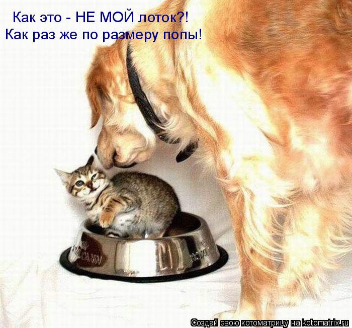 Как это - НЕ МОЙ лоток?! Как раз же по размеру попы!... Котоматрица: Как это - НЕ МОЙ лоток?! Как раз же по размеру попы!