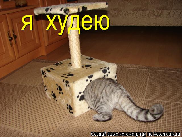 я худею... Котоматрица: я худею