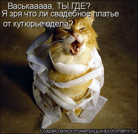 Васькааааа, ТЫ ГДЕ? Я зря что ли свадебное платье от кутюрье одела ?... Котоматрица: Васькааааа, ТЫ ГДЕ? Я зря что ли свадебное платье от кутюрье одела ?
