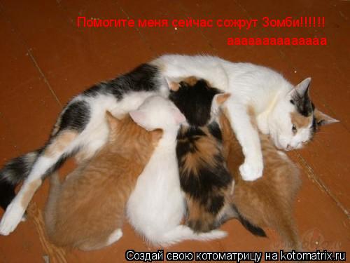 Помогите меня сейчас сожрут Зомби!!!!!! аааааааааааааа... Котоматрица: Помогите меня сейчас сожрут Зомби!!!!!! аааааааааааааа
