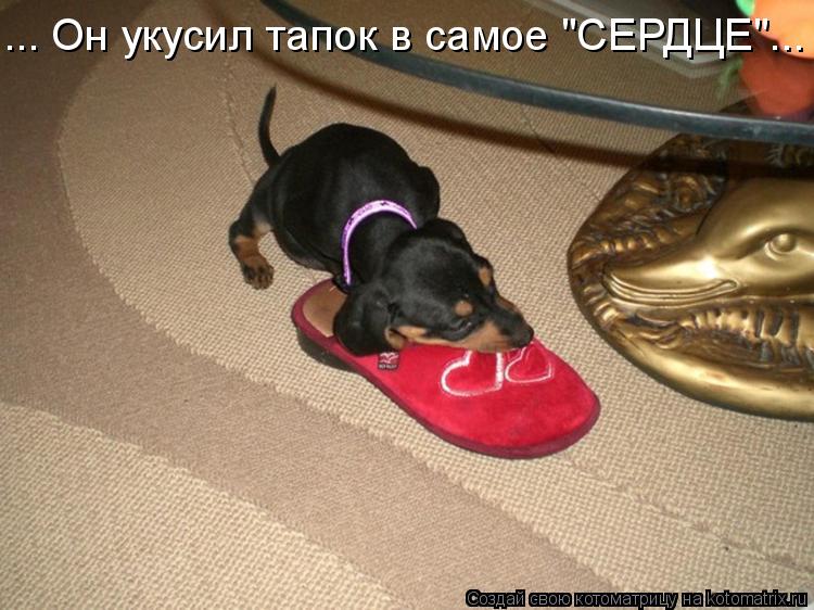 ... Он укусил тапок в самое "СЕРДЦЕ"...... Котоматрица: ... Он укусил тапок в самое "СЕРДЦЕ"...