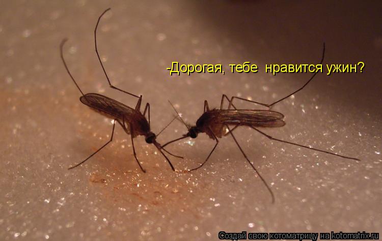 -Дорогая, тебе нравится ужин?... Котоматрица: -Дорогая, тебе нравится ужин?