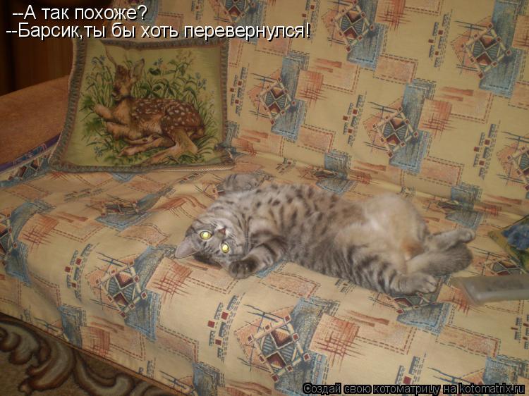 --А так похоже? --Барсик,ты бы хоть перевернулся!... Котоматрица: --А так похоже? --Барсик,ты бы хоть перевернулся!