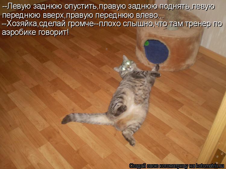 --Левую заднюю опустить,правую заднюю поднять,левую переднюю вверх,правую переднюю влево... --Хозяйка... Котоматрица: --Левую заднюю опустить,правую заднюю поднять,левую переднюю вверх,правую переднюю влево... --Хозяйка,сделай громче--плохо слышно,что там тре