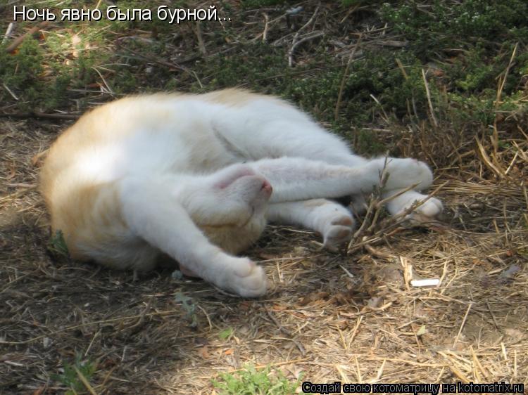 Ночь явно была бурной...... Котоматрица: Ночь явно была бурной...