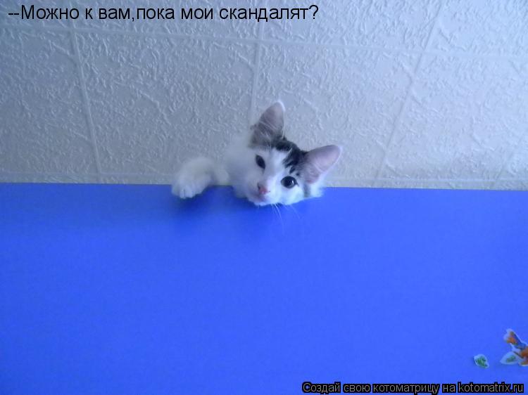 --Можно к вам,пока мои скандалят?... Котоматрица: --Можно к вам,пока мои скандалят?