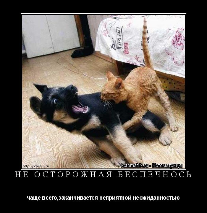 Котоматрица: не осторожная беспечнось чаще всего,заканчивается неприятной неожиданностью