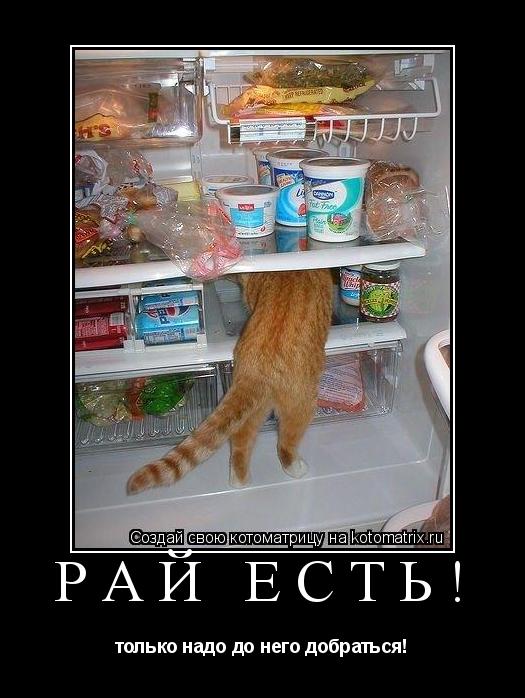 Котоматрица: рай есть! только надо до него добраться!