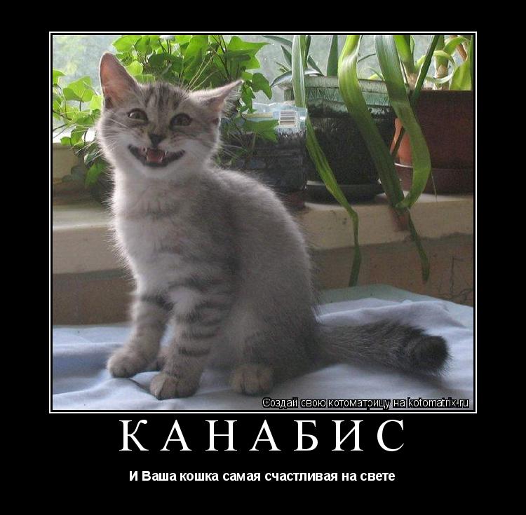 КАНАБИС И Ваша кошка самая счастливая на свете... Котоматрица: КАНАБИС И Ваша кошка самая счастливая на свете