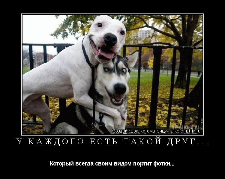 У КАЖДОГО ЕСТЬ ТАКОЙ ДРУГ... Который всегда своим видом портит фотки...... Котоматрица: У КАЖДОГО ЕСТЬ ТАКОЙ ДРУГ... Который всегда своим видом портит фотки...