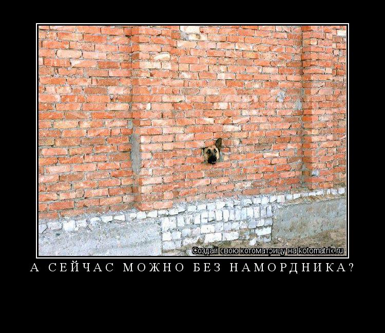 Котоматрица: а сейчас можно без намордника? 