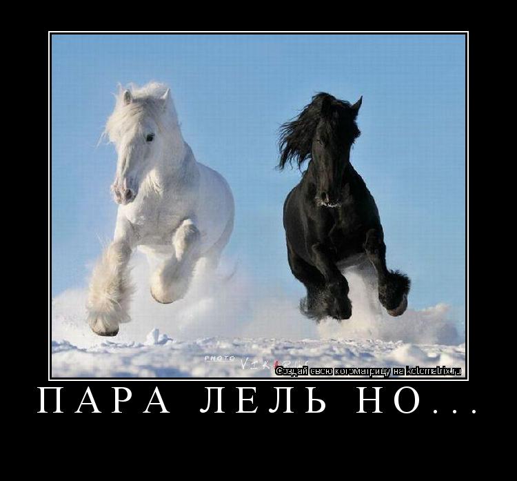Котоматрица: пара ЛЕЛЬ но... 