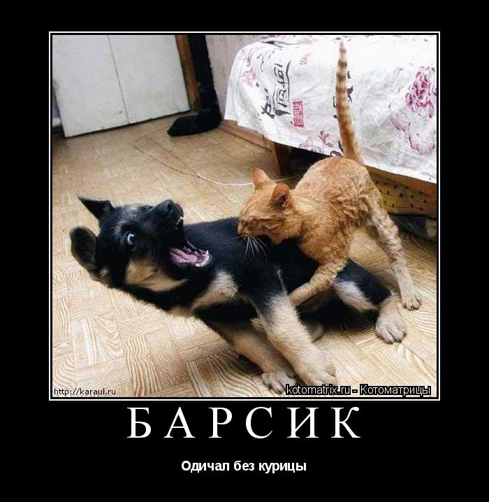 Котоматрица: Барсик Одичал без курицы