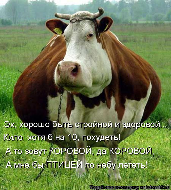 Эх, хорошо быть стройной и здоровой... Кило хотя б на 10, похудеть! А то зовут КОРОВОЙ, да КОРОВОЙ,... Котоматрица: Эх, хорошо быть стройной и здоровой... Кило хотя б на 10, похудеть! А то зовут КОРОВОЙ, да КОРОВОЙ, А мне бы ПТИЦЕЙ по небу лететь!