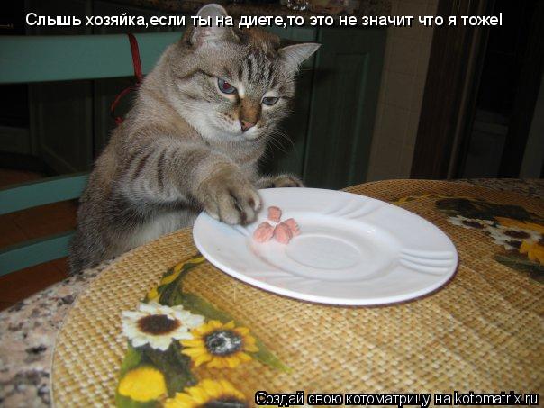 Слышь хозяйка,если ты на диете,то это не значит что я тоже!... Котоматрица: Слышь хозяйка,если ты на диете,то это не значит что я тоже!