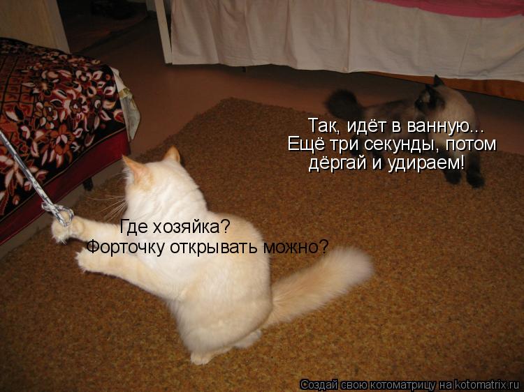 Где хозяйка? Форточку открывать можно? Так, идёт в ванную... Ещё три секунды, потом дёргай и удираем!... Котоматрица: Где хозяйка? Форточку открывать можно? Так, идёт в ванную... Ещё три секунды, потом дёргай и удираем!