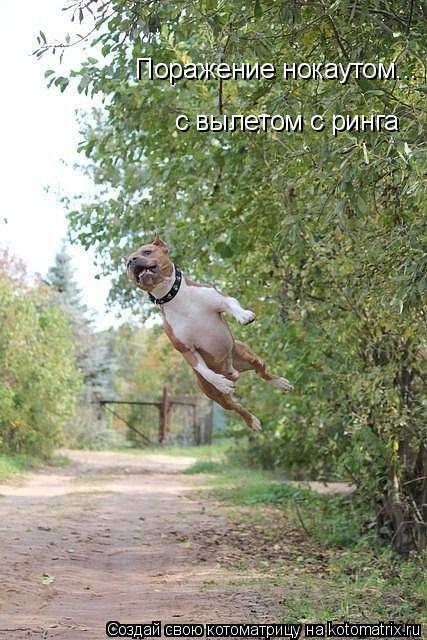 Котоматрица: Поражение нокаутом... с вылетом с ринга
