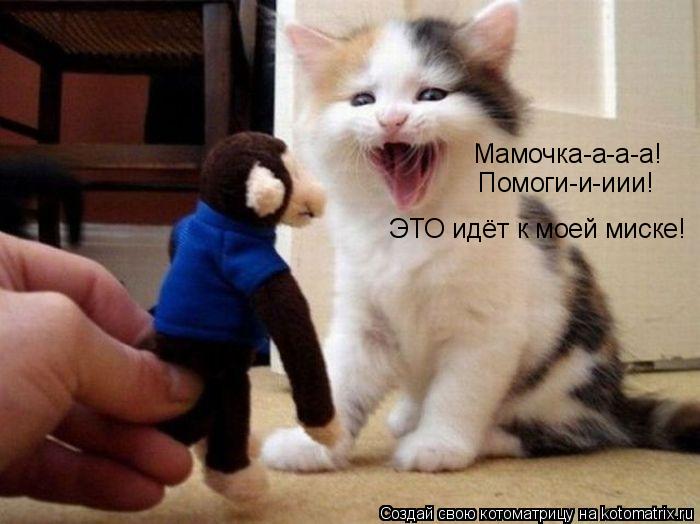 Мамочка-а-а-а! Помоги-и-иии! ЭТО идёт к моей миске!... Котоматрица: Мамочка-а-а-а! Помоги-и-иии! ЭТО идёт к моей миске!