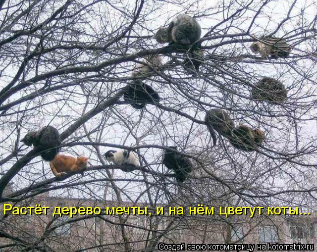 Растёт дерево мечты, и на нём цветут коты...... Котоматрица: Растёт дерево мечты, и на нём цветут коты...