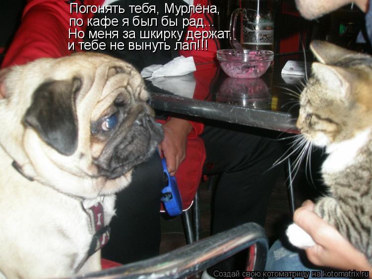 Погонять тебя, Мурлёна, по кафе я был бы рад... Но меня за шкирку держат, и тебе не вынуть лап!!!... Котоматрица: Погонять тебя, Мурлёна, по кафе я был бы рад... Но меня за шкирку держат, и тебе не вынуть лап!!!