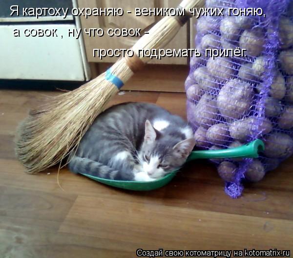 Я картоху охраняю - веником чужих гоняю, а совок , ну что совок - просто подремать прилёг.... Котоматрица: Я картоху охраняю - веником чужих гоняю, а совок , ну что совок - просто подремать прилёг.