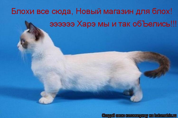 Блохи все сюда, Новый магазин для блох! Блохи все сюда, Новый магазин для блох! ээээээ Харэ мы и так ... Котоматрица: Блохи все сюда, Новый магазин для блох! Блохи все сюда, Новый магазин для блох! ээээээ Харэ мы и так обЪелись!!!